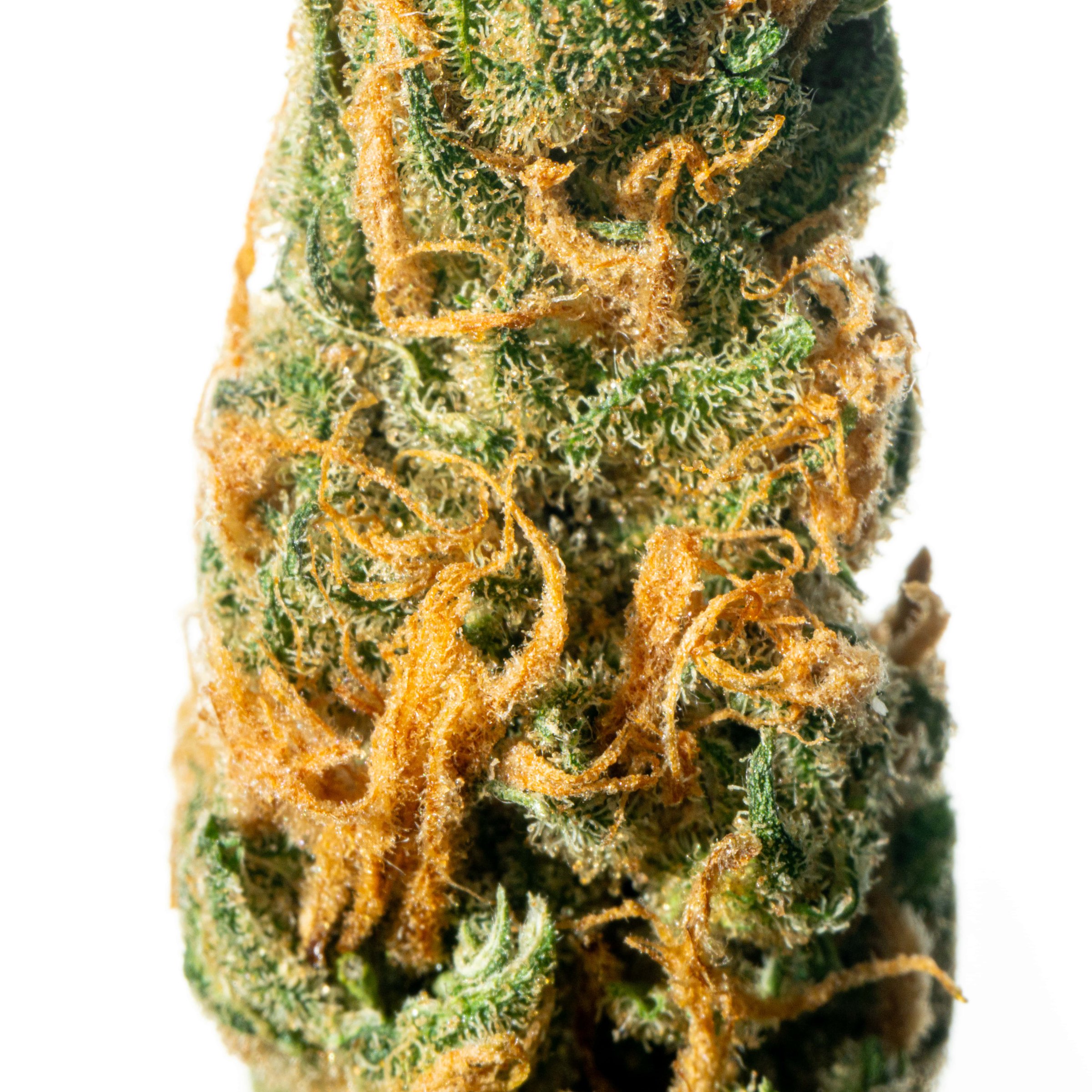 Aurora Typ 1 Island Sweet Skunk Online Kaufen