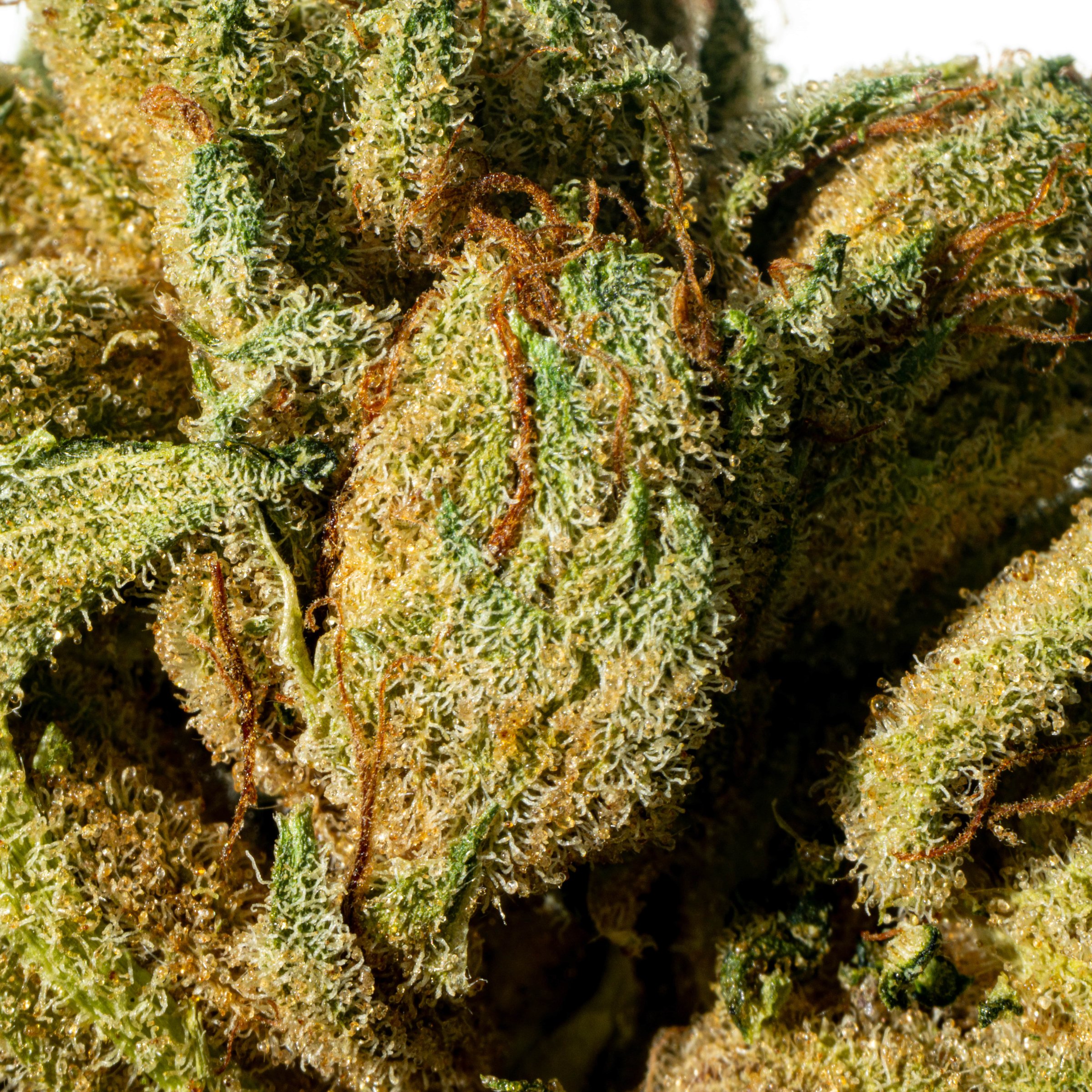 Tilray THC 22 Spotlight Porto Purps Online Kaufen
