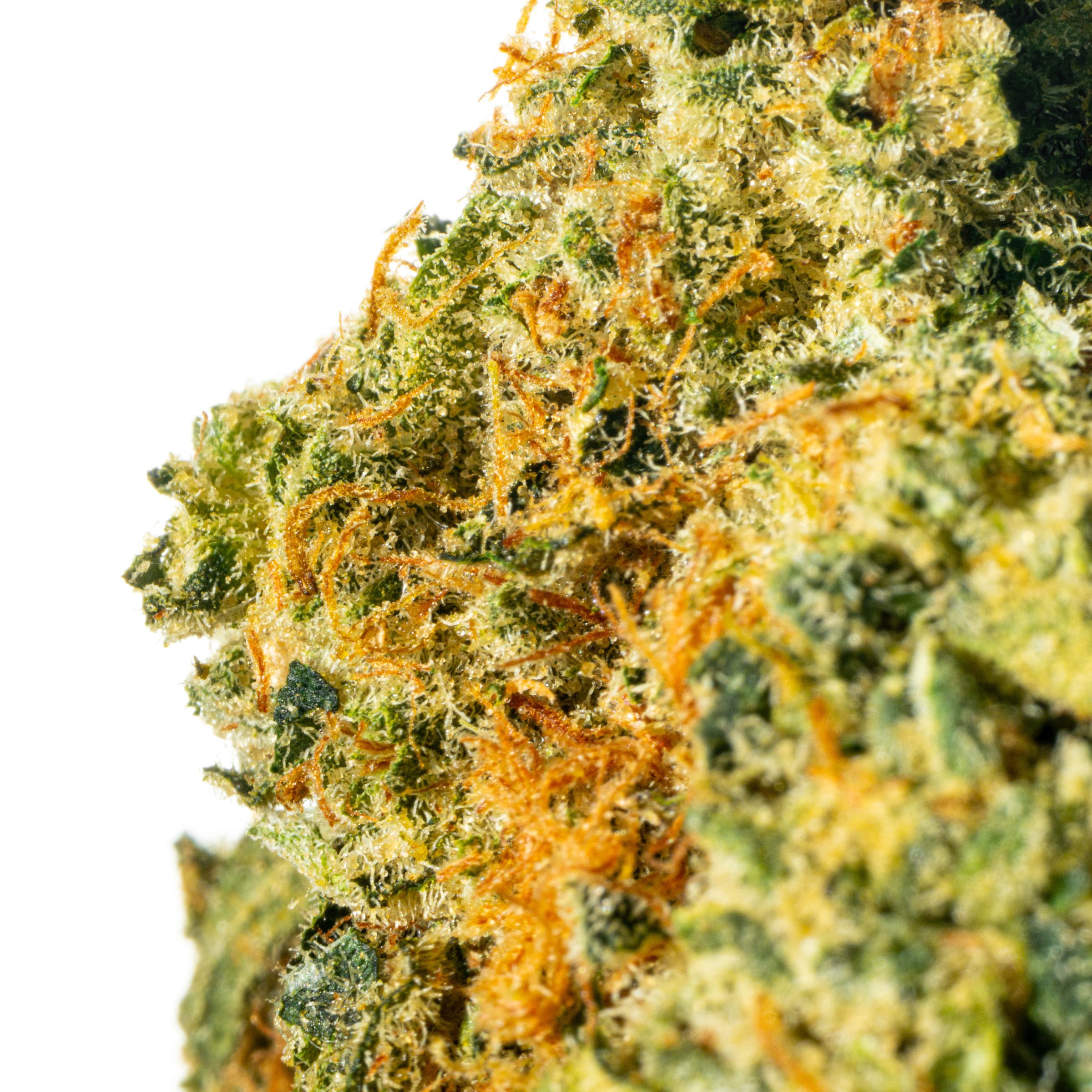 Bathera 24/1 BZ Blue Z Online Kaufen