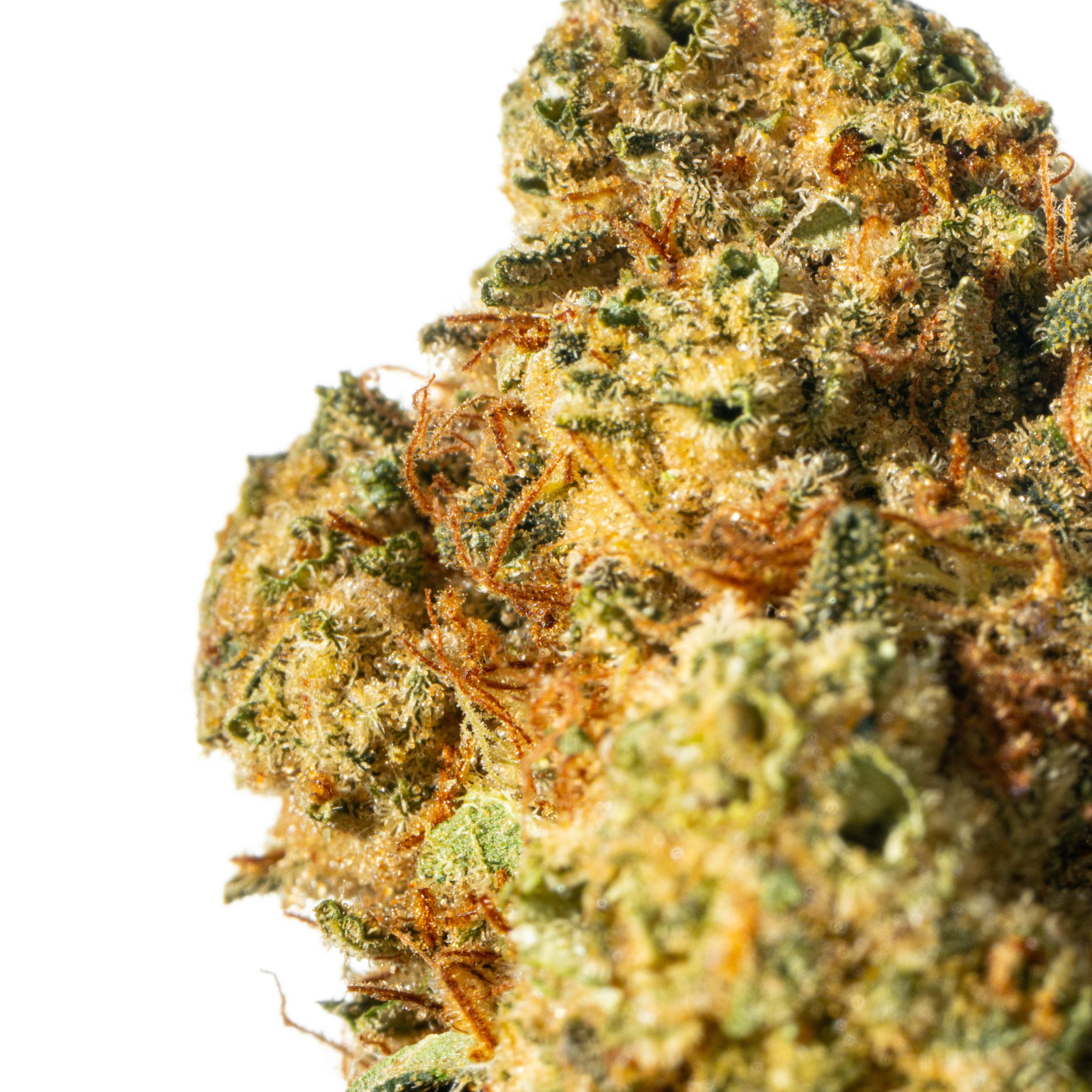 Cannamedical Hybrid Forte DK 24/1 Ghost Train Haze Online Kaufen