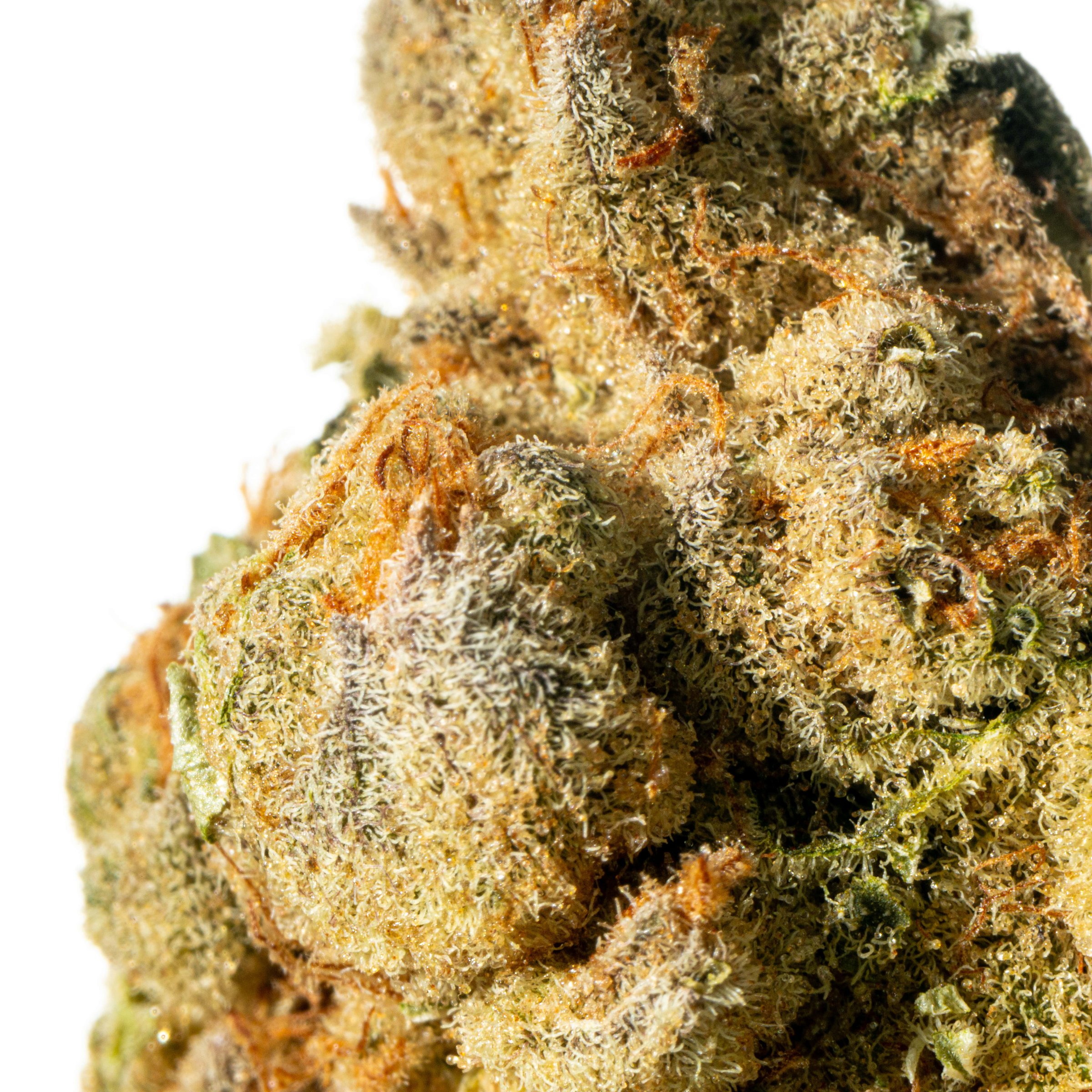 Cannamedical Indica classic ZAF Black Cherry Punch Online Kaufen