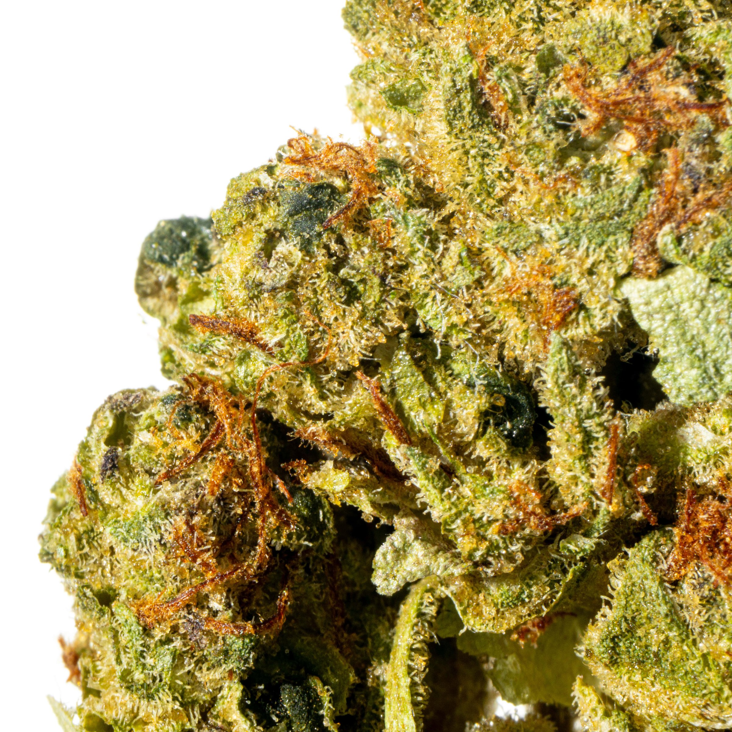 Cannamedical Indica Forte SM Pineapple Express Online Kaufen