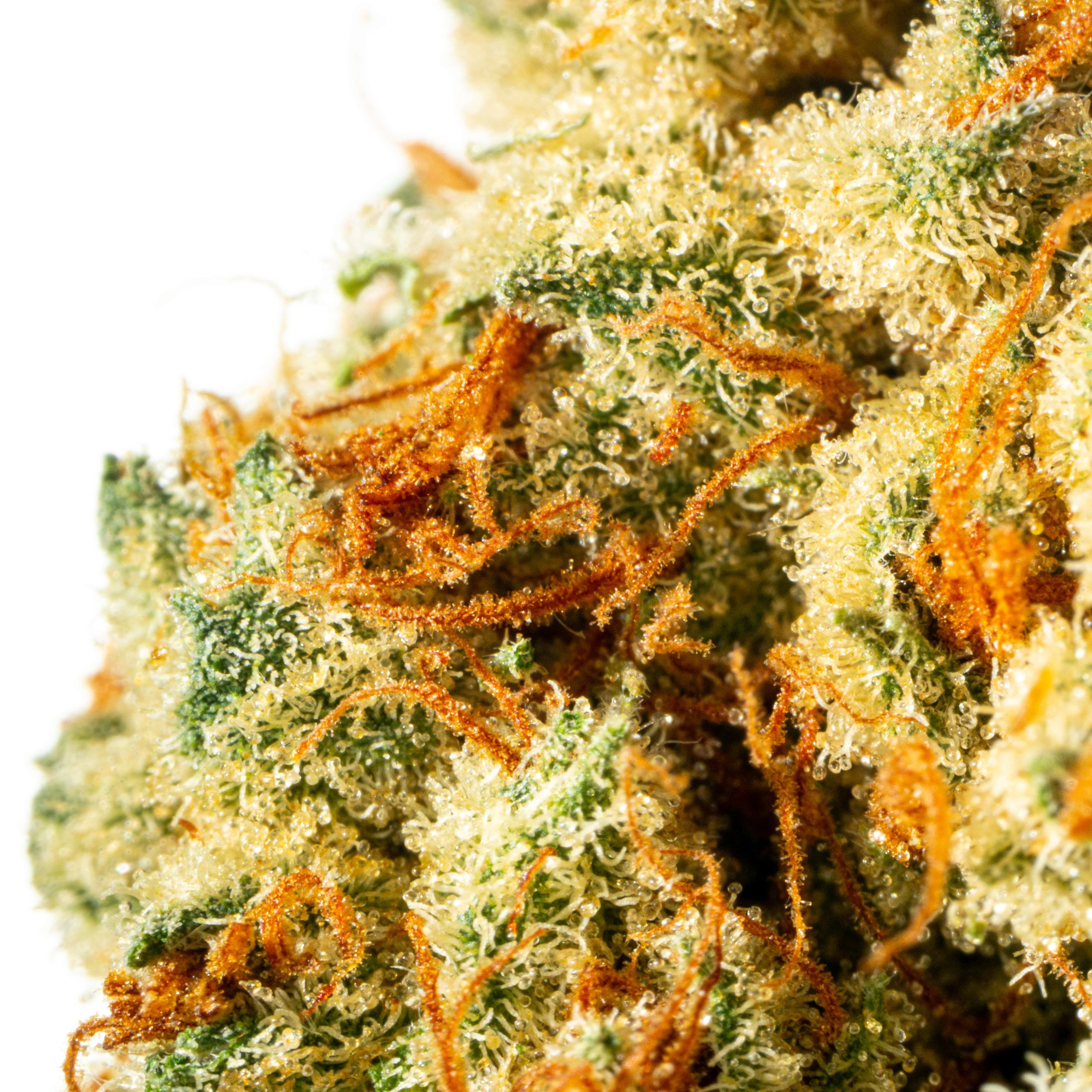 Cannamedical Indica classic DK Lemon Krash Online Kaufen