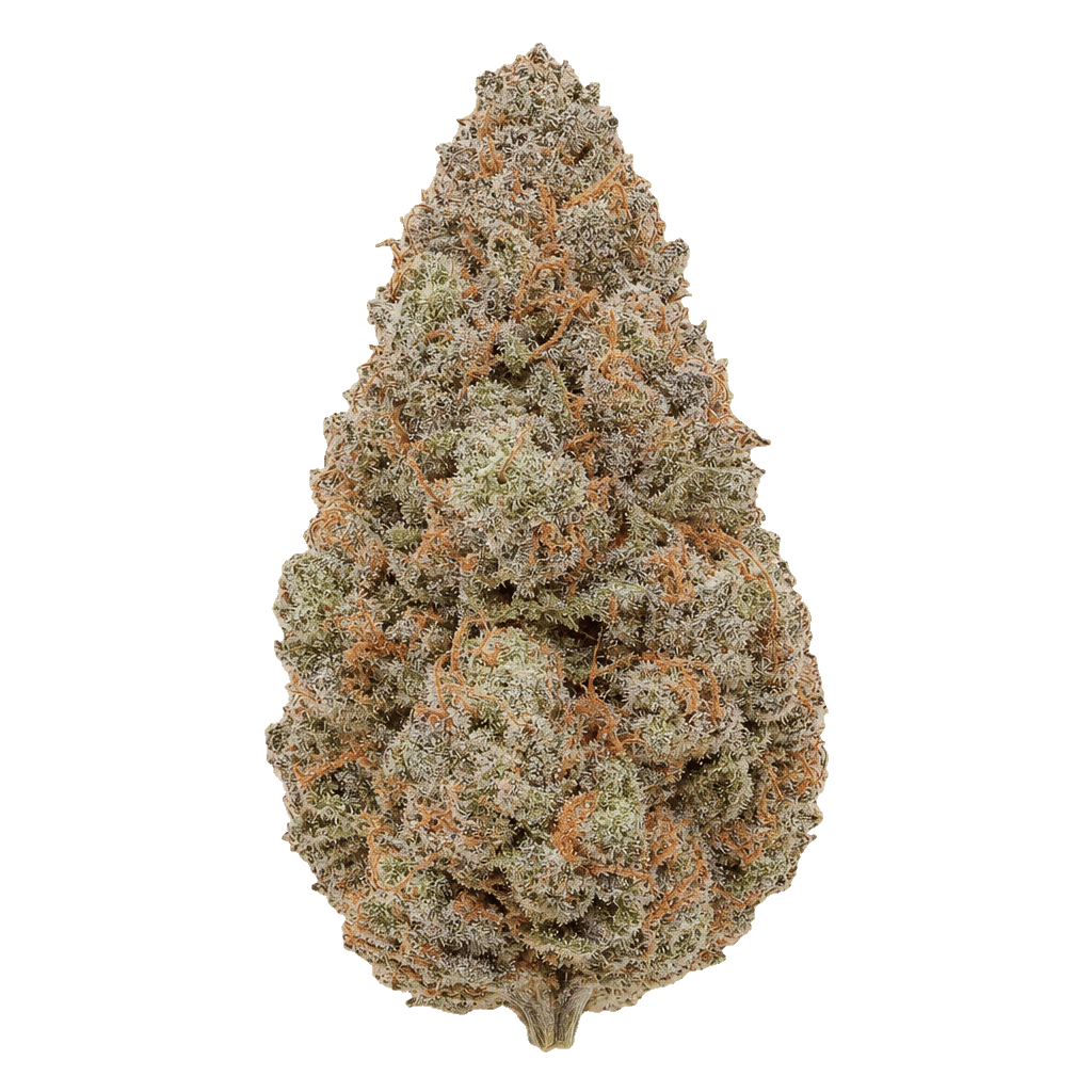 AMICI 26/1 BH Blueberry Headband Online Kaufen