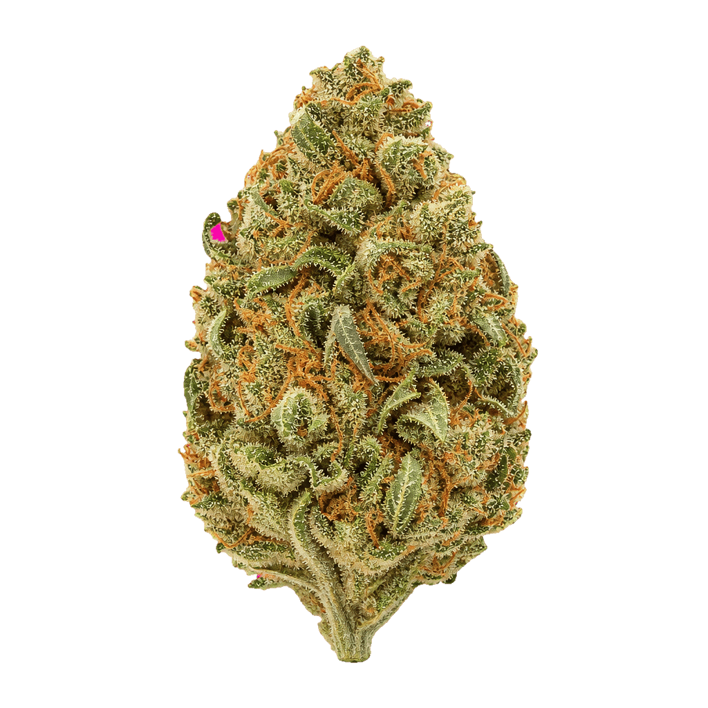 Balancial 24/1 PT S1 JH Jack Herer Online Kaufen