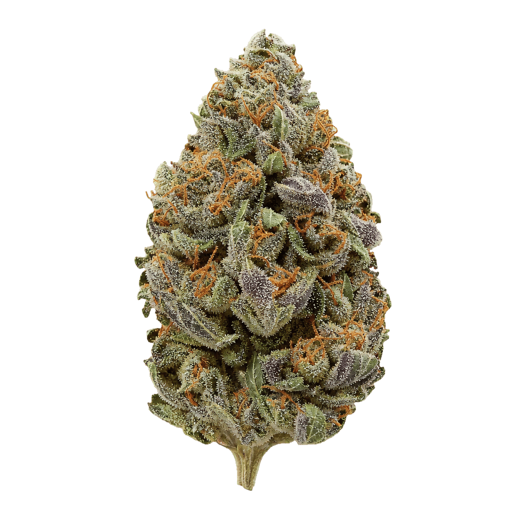 BC Green PBB 20/1 Pink Platinum Banana Online Kaufen