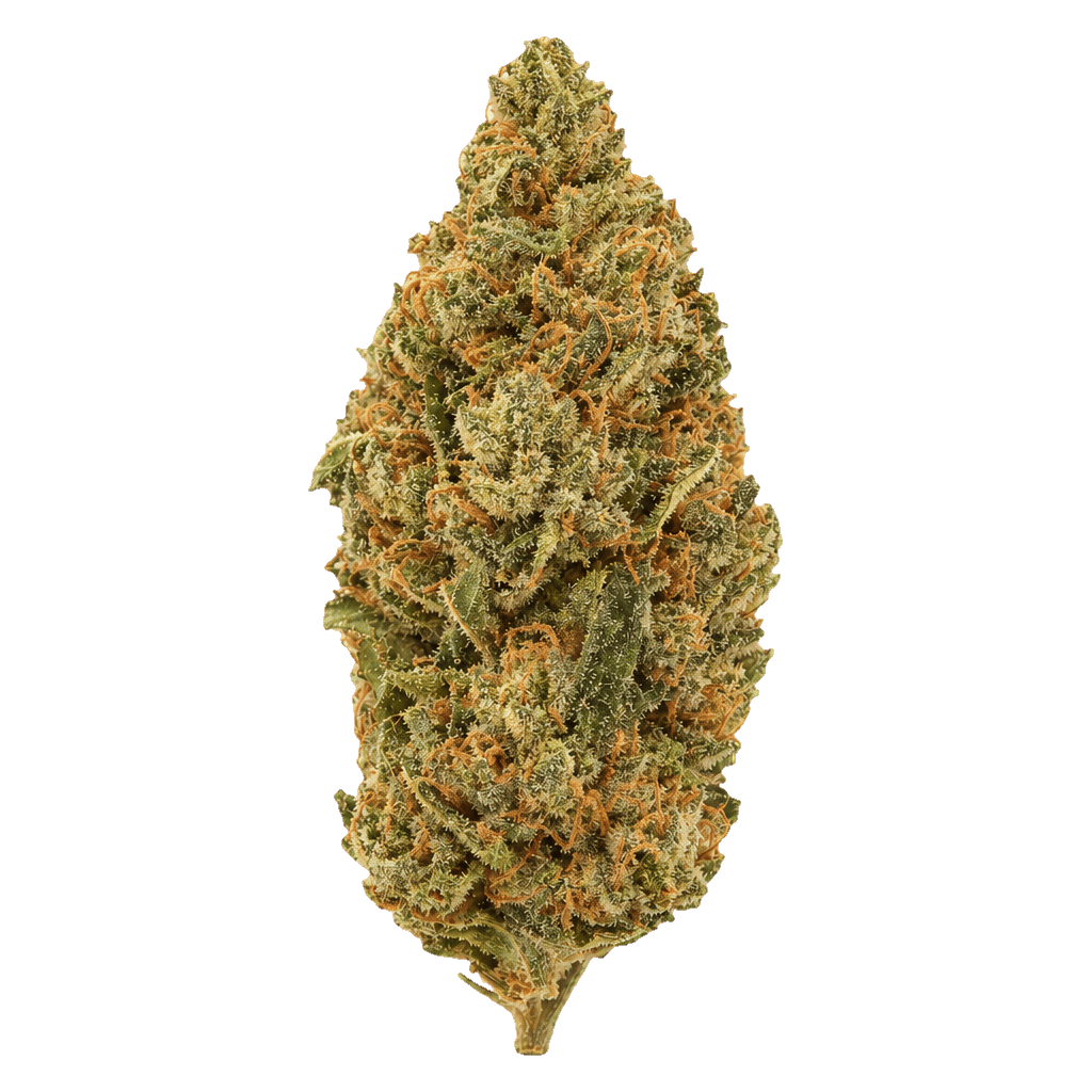 Cannamedical Sativa Forte NM Amsterdam Amnesia Online Kaufen