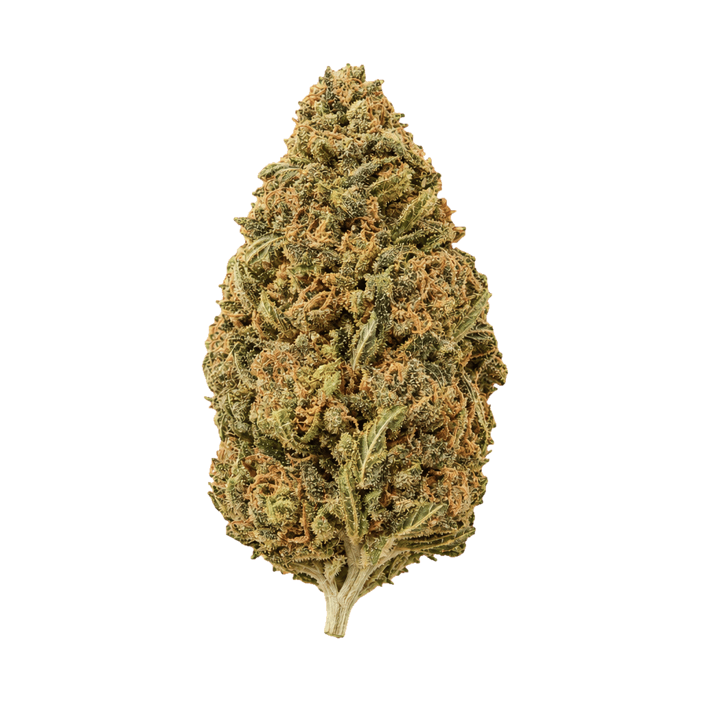 Canopy JHA 21/1 Jack Haze Online Kaufen