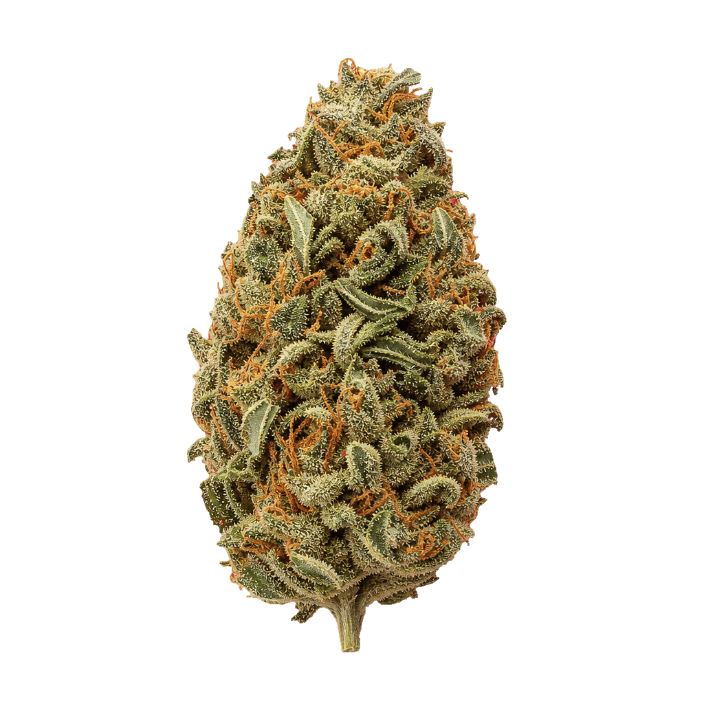 DrWatson 26 SB AUS Super Boof Online Kaufen