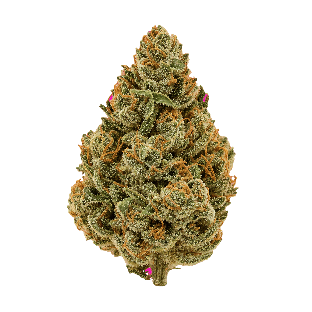 Eufloria 33/1 LBA LA Baker Online Kaufen