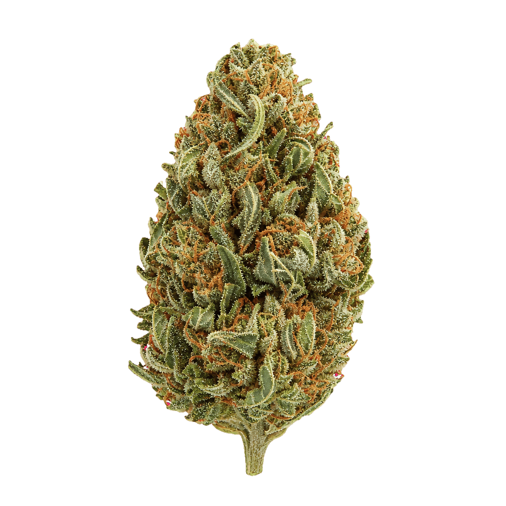 Huala 30/1 CA DBC Durban Cherry Online Kaufen