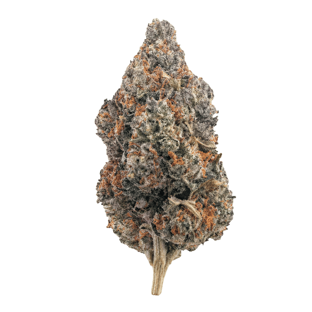 Luana 20/1 GSC Girl Scout Cookies Online Kaufen
