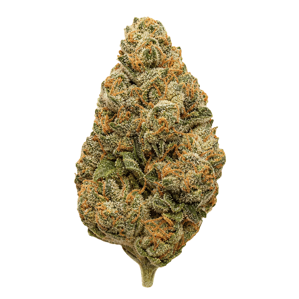 Medical Saints 24/1 MC1 MAC 1 Online Kaufen