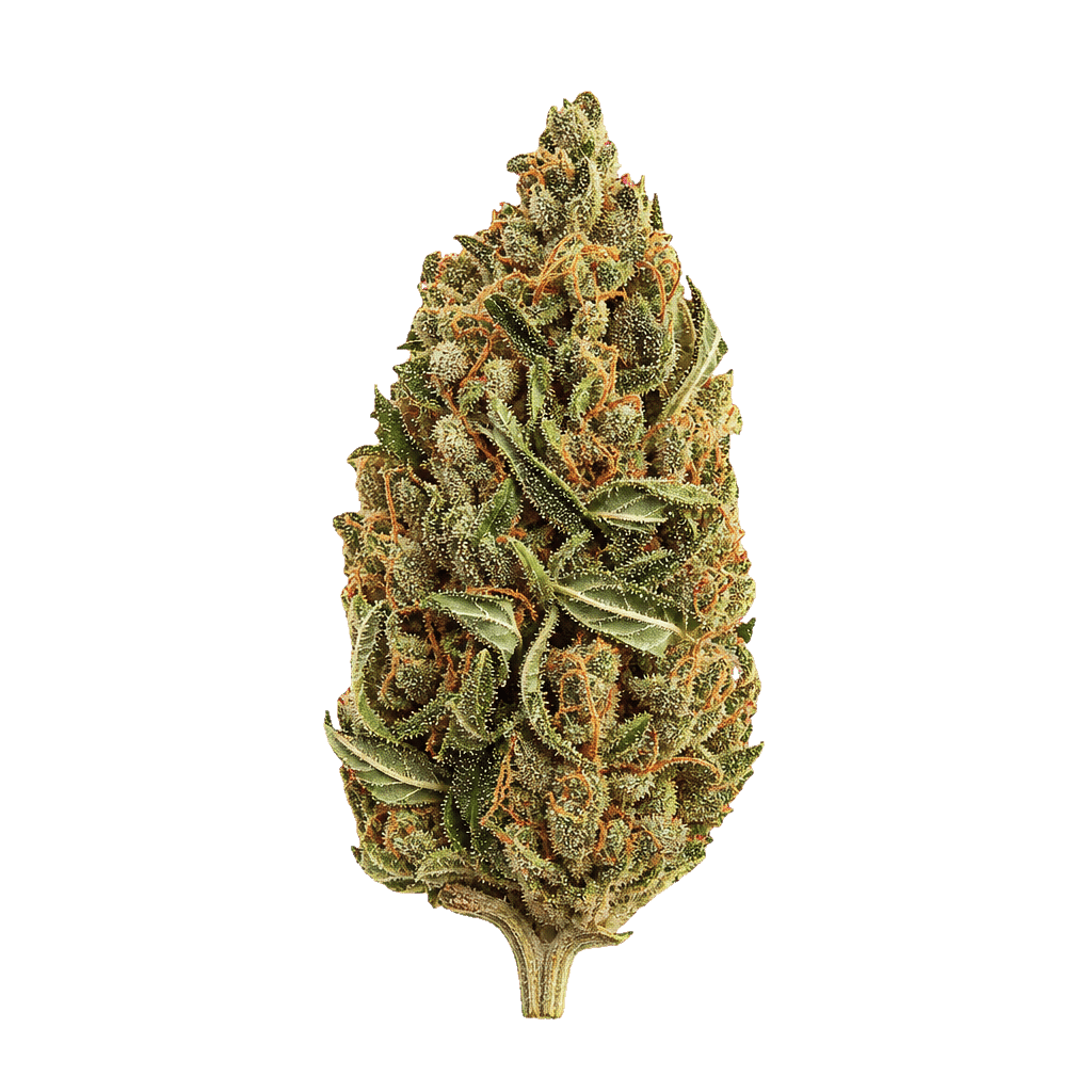 Medical Saints 30/1 SRD Sugar Dreams Online Kaufen