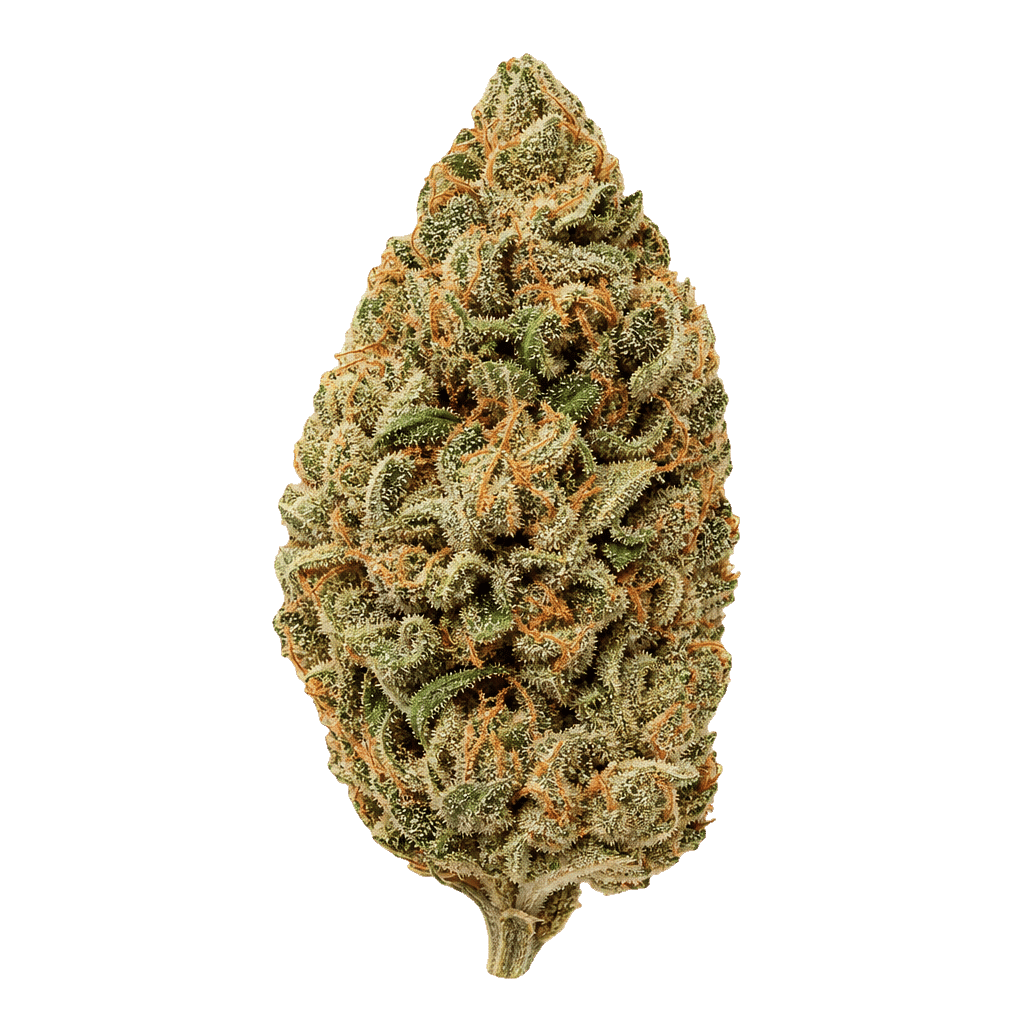 NOC AO 20 ARG Amnesia kush x Sherbet Shocker vs Orange Cookie Kush x Free World Chem Online Kaufen