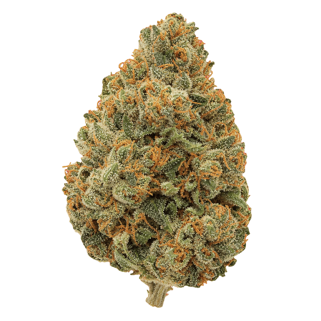 NOC AS 22 ARG Amnesia kush x Sherbet Shocker Online Kaufen