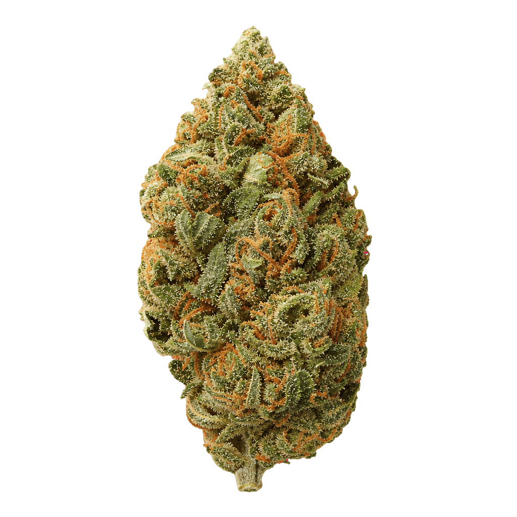 Remexian 30/1 RPK TSU Tropical Sun Online Kaufen