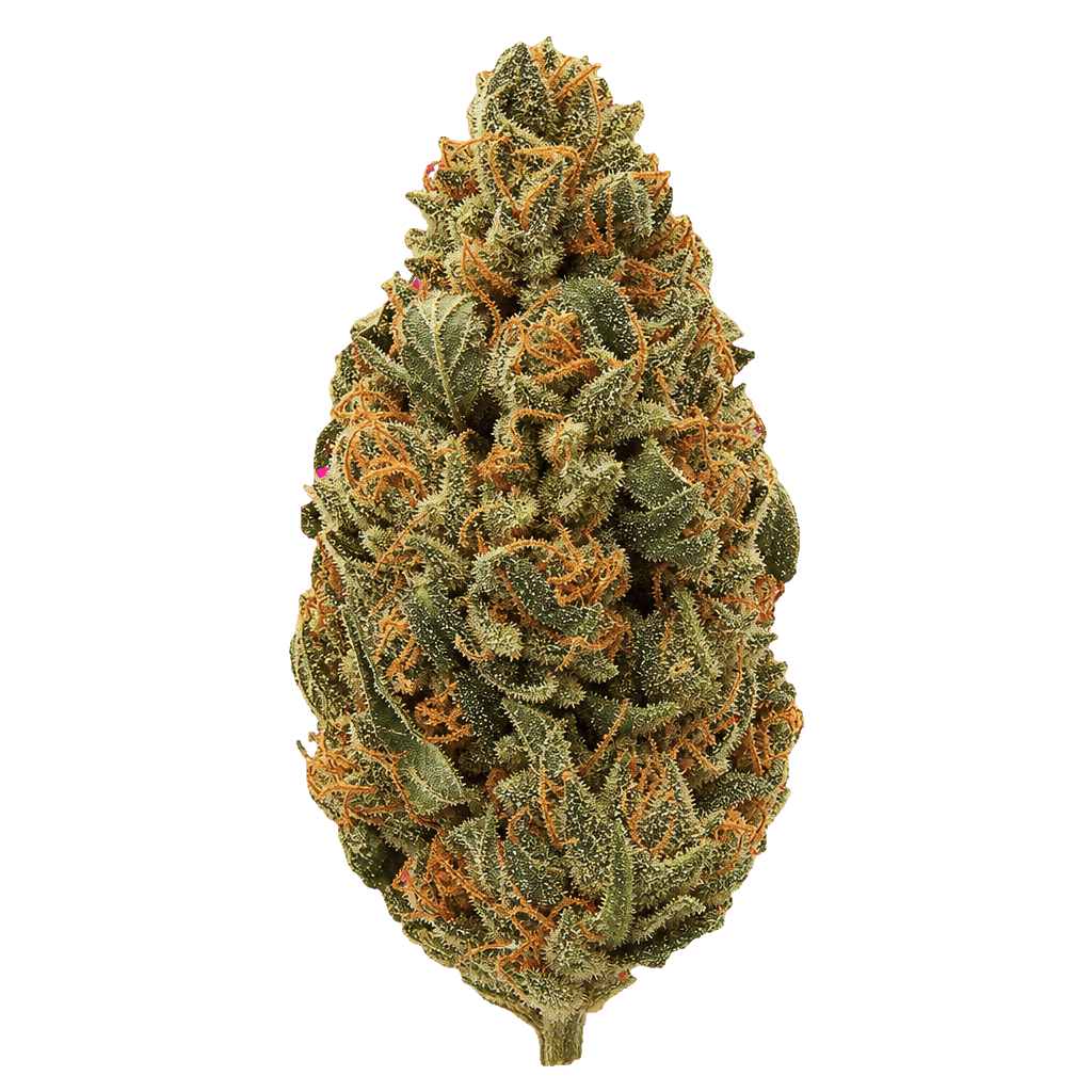 slouu 22/1 AGM CA SBH Strawberry Haze Online Kaufen