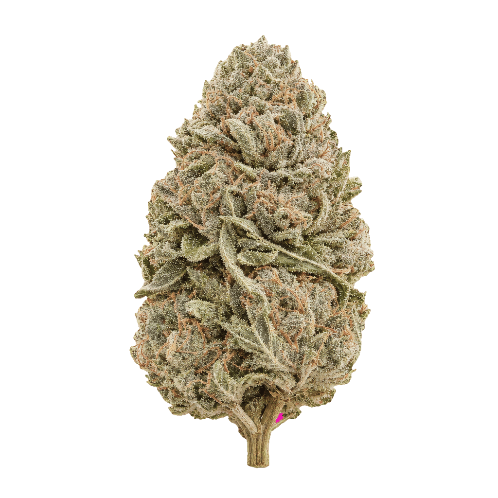 Sinceritas Verum 24/1 BK Banana Kush Online Kaufen