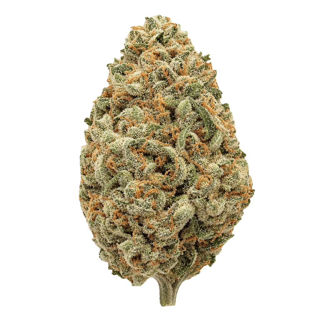 NICE 24/1 LVC Lava Cake Online Kaufen