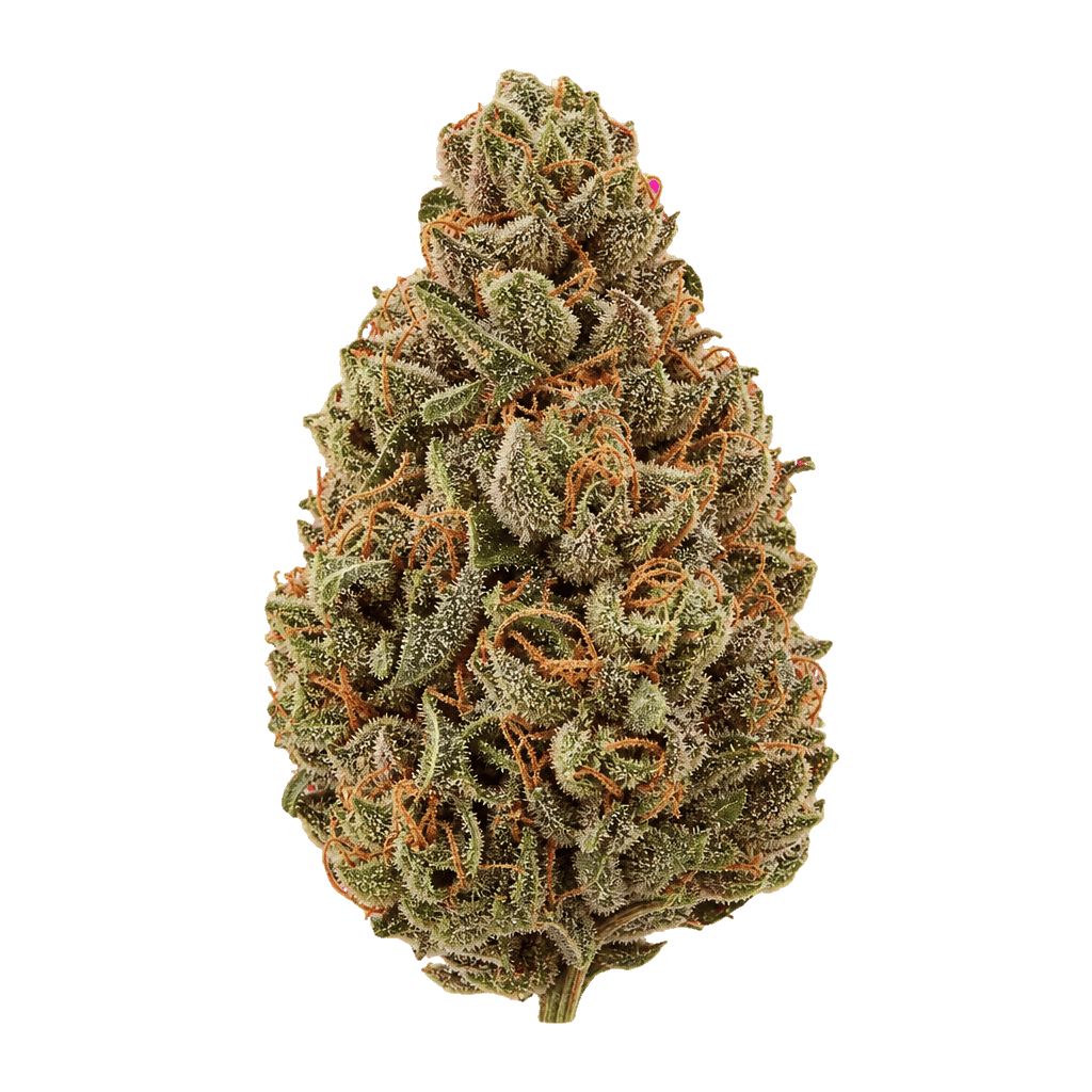 NICE 28/1 LPP Lavender x Power Plant Online Kaufen