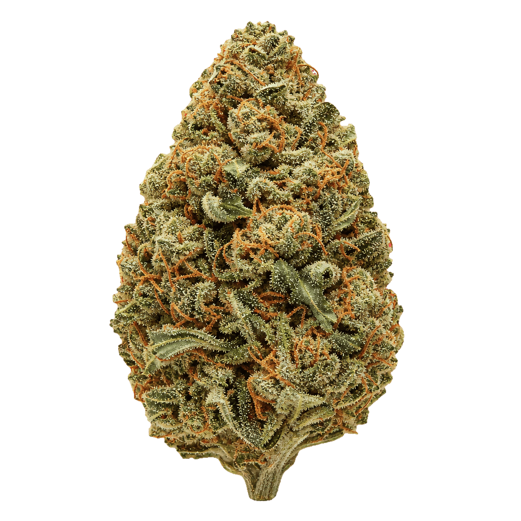 Weeco Duke 27/1 DK Duke Purple Rain Online Kaufen
