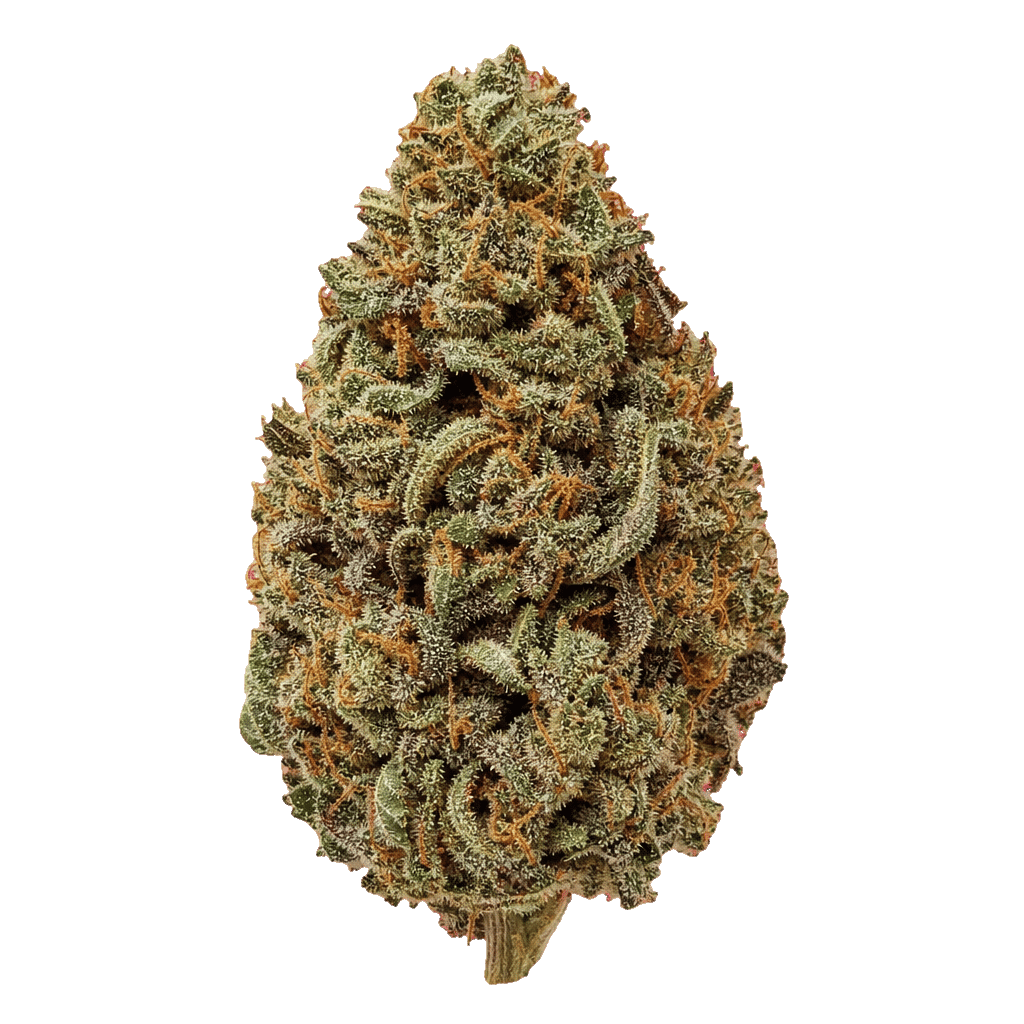 Bathera 33 CA GB2 Garlic Breath 2.0 Online Kaufen