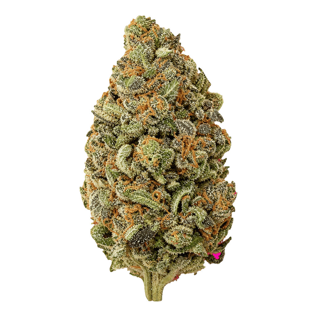 ZOIKS 26/1 ALM Alienmax Online Kaufen