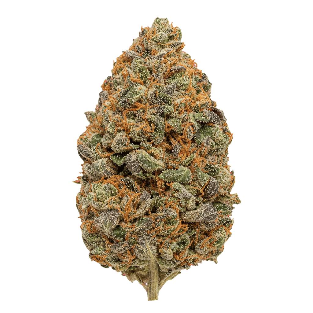 Sitka Legends 24/1 RUH Ruby Haze Online Kaufen