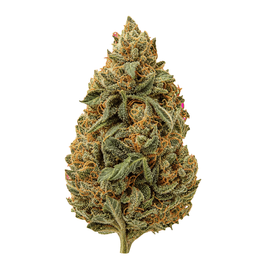 28/1 IUVO OC Loki Online Kaufen