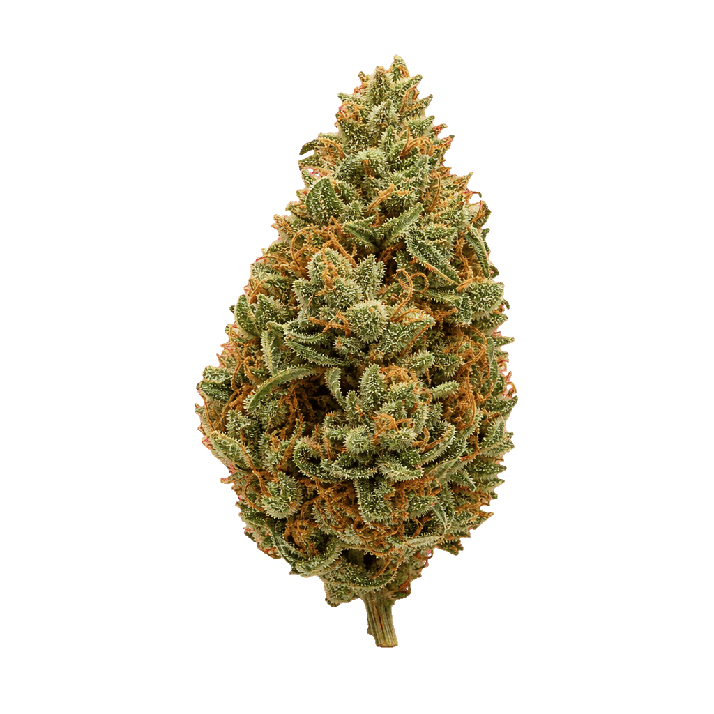 Budza 24/1 WRZ White Runtz Online Kaufen
