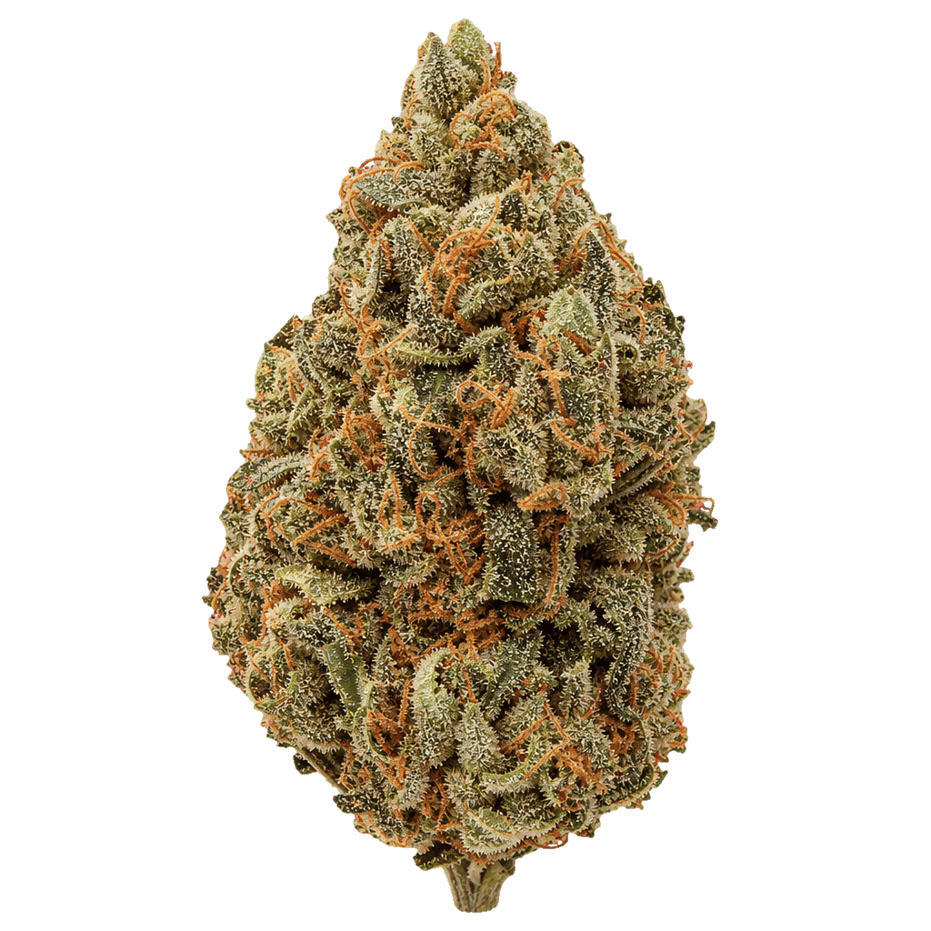Bud-Jet 18/1 SUS Sunset Sherbet Online Kaufen
