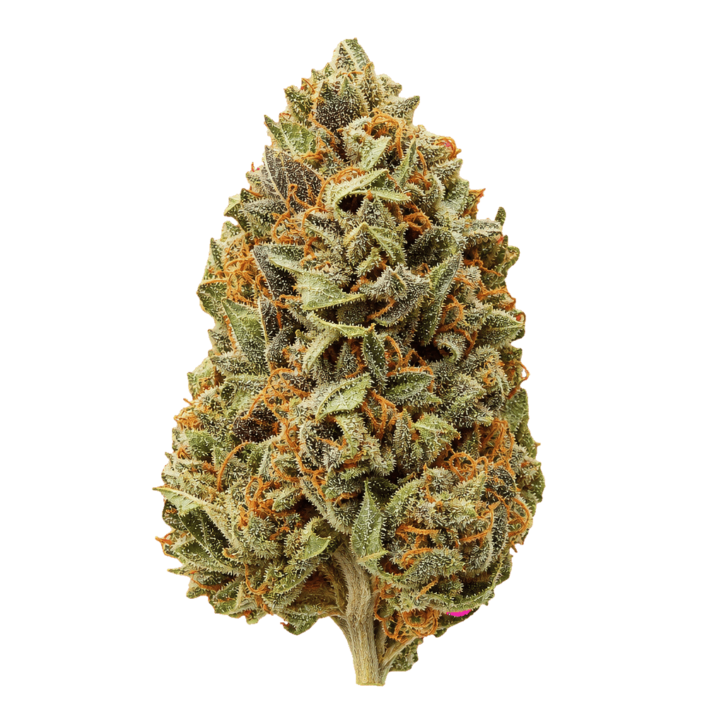 28/1 Amici BH Blueberry Headband Online Kaufen