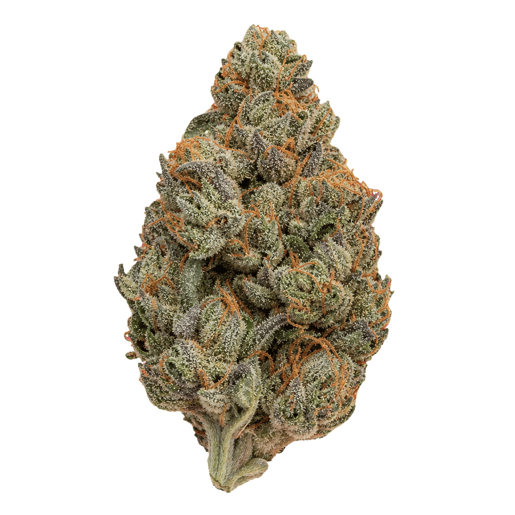 Sinceritas Sativa Verum 24/1 BG Online Kaufen