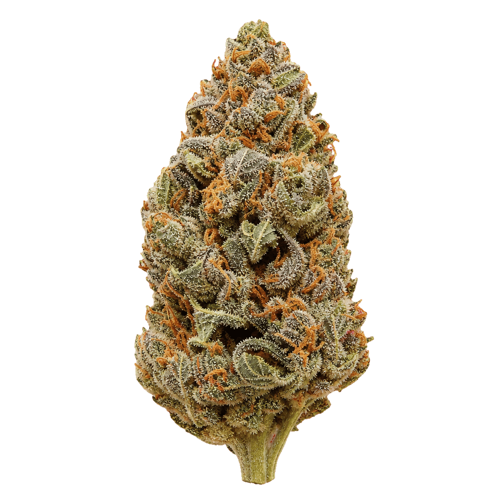 Cannamedical Indica Forte DK Blue Cheese Online Kaufen