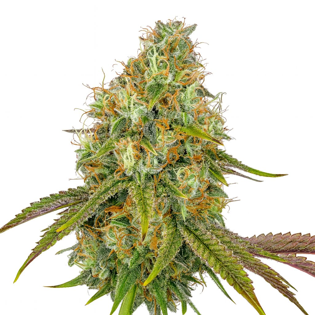 Chemango Kush