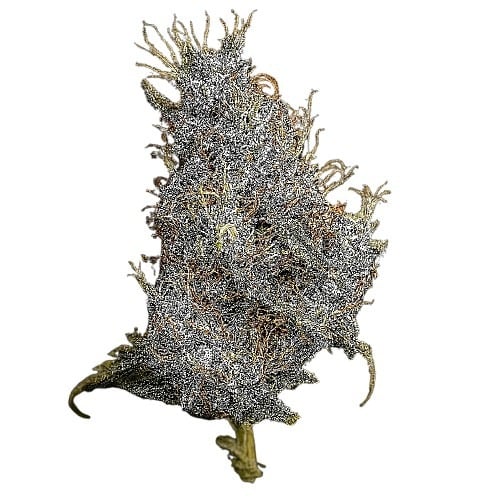 Gelato Dream