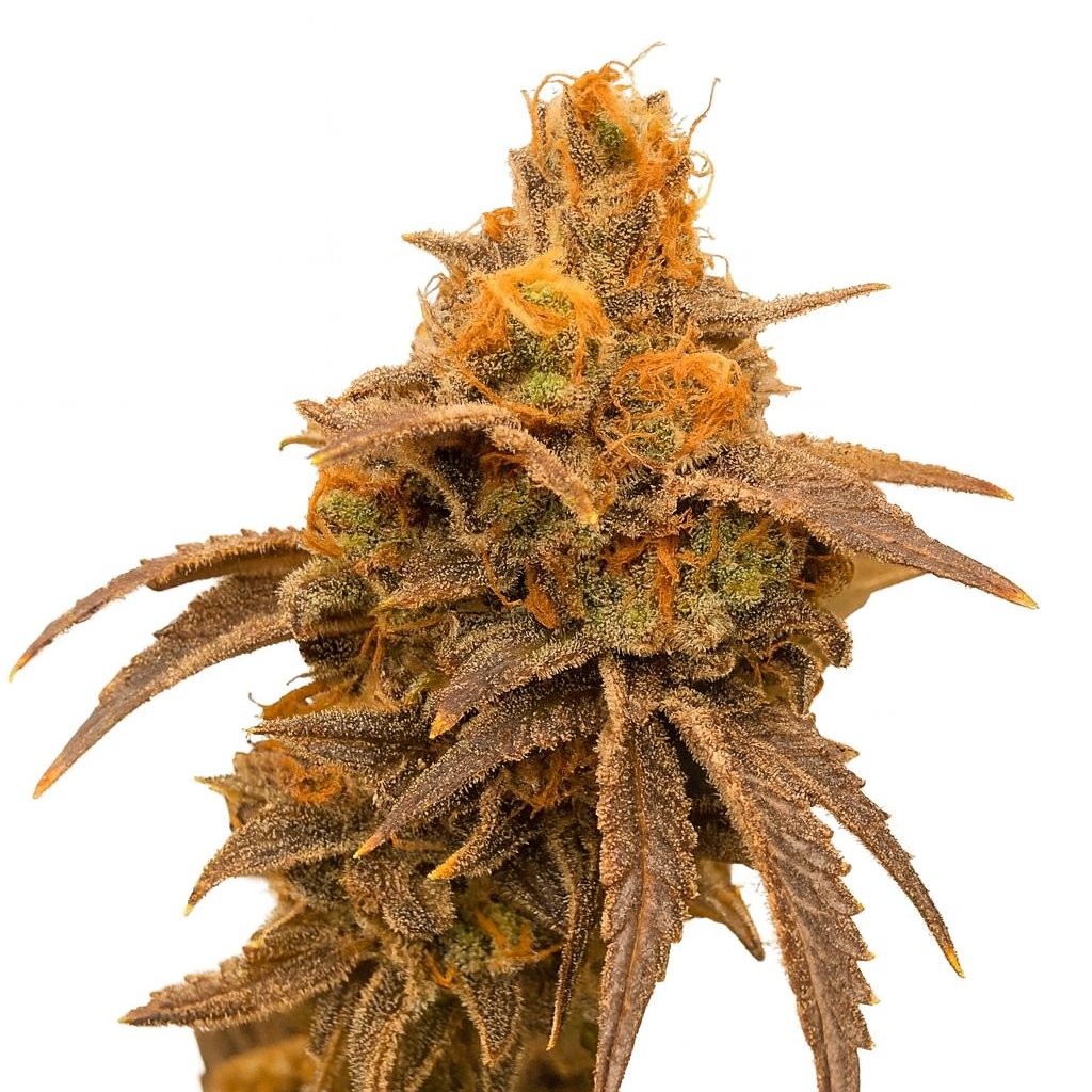 Island Sweet Skunk