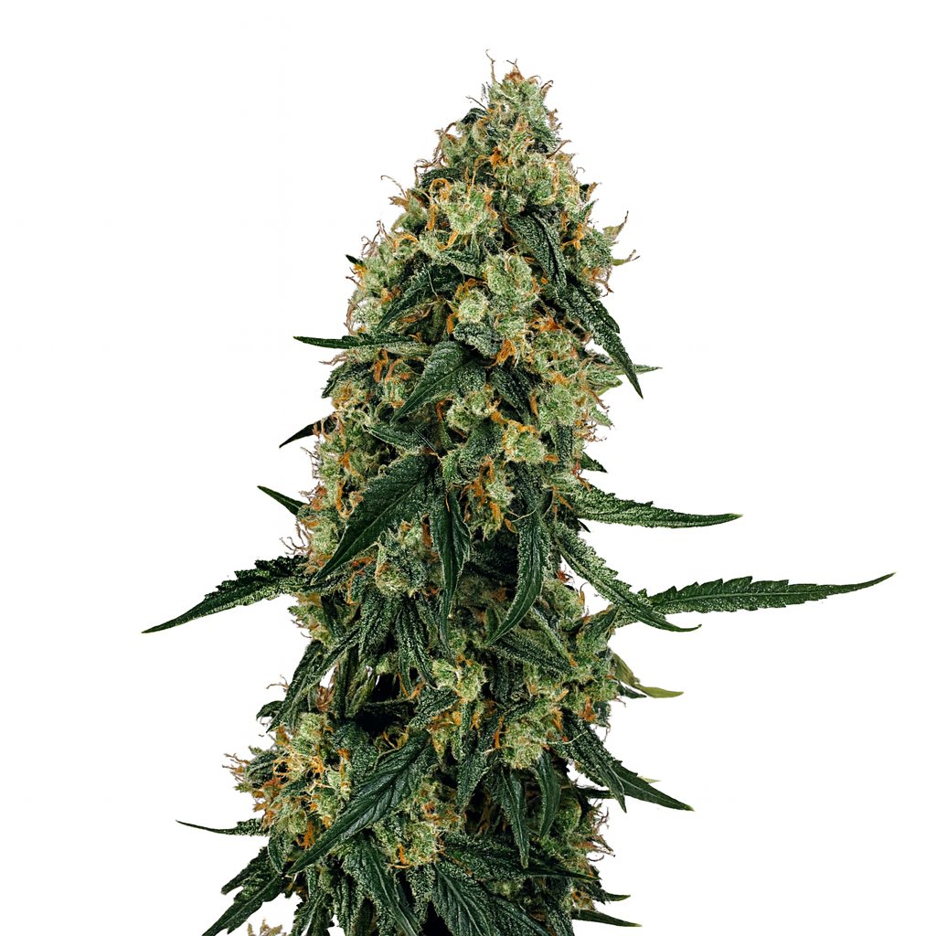 OG Kush