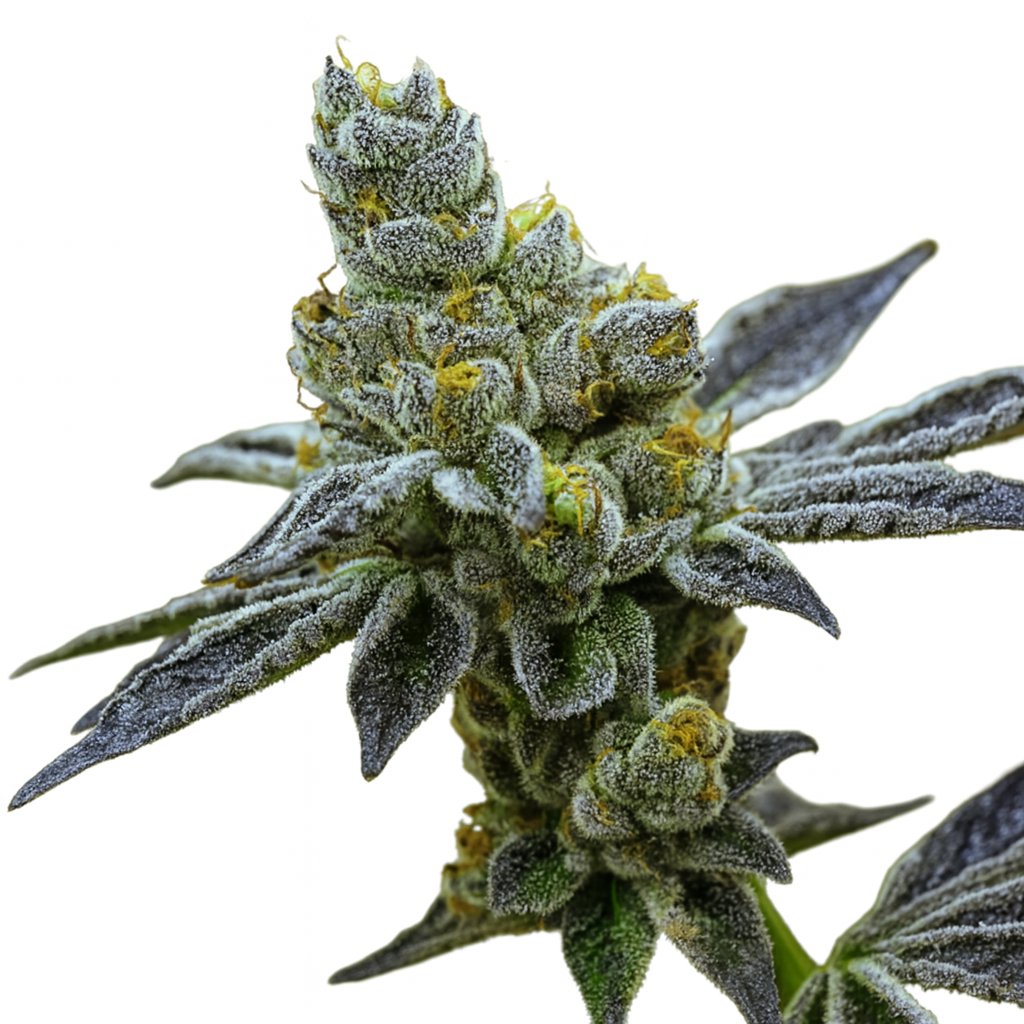 Platinum Dosi-Dos