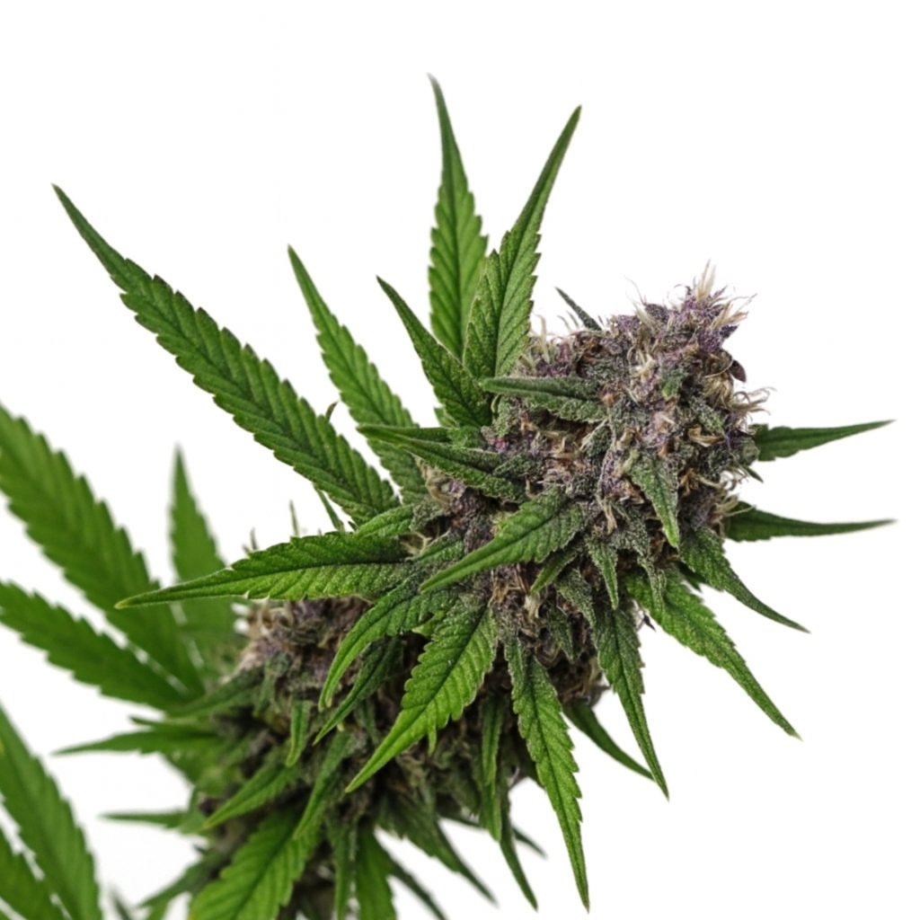 Purps
