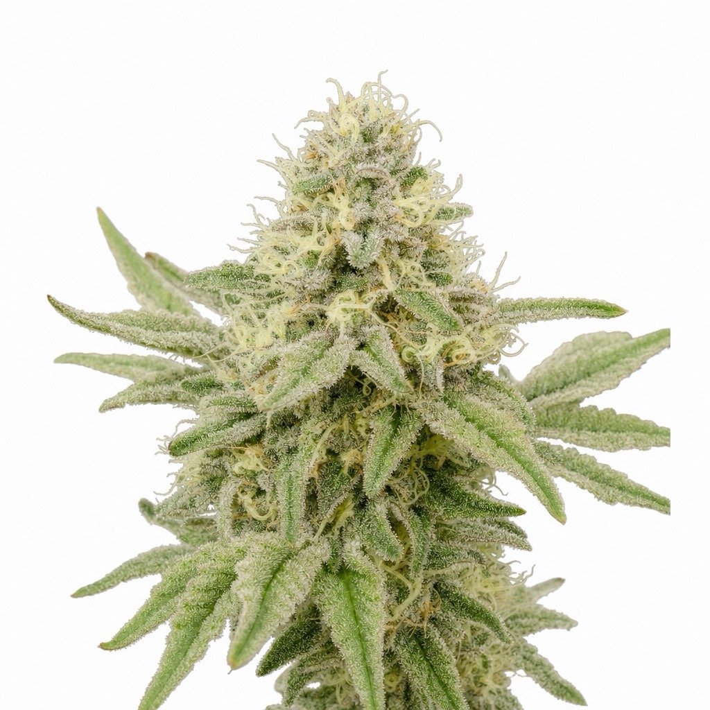Tropicana Cookies Cannabis Strain