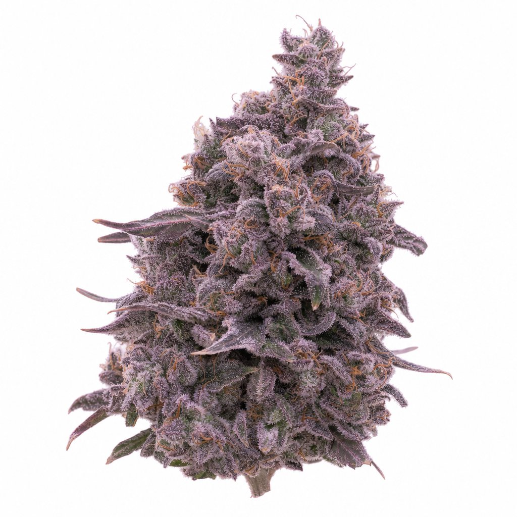Pink Certz