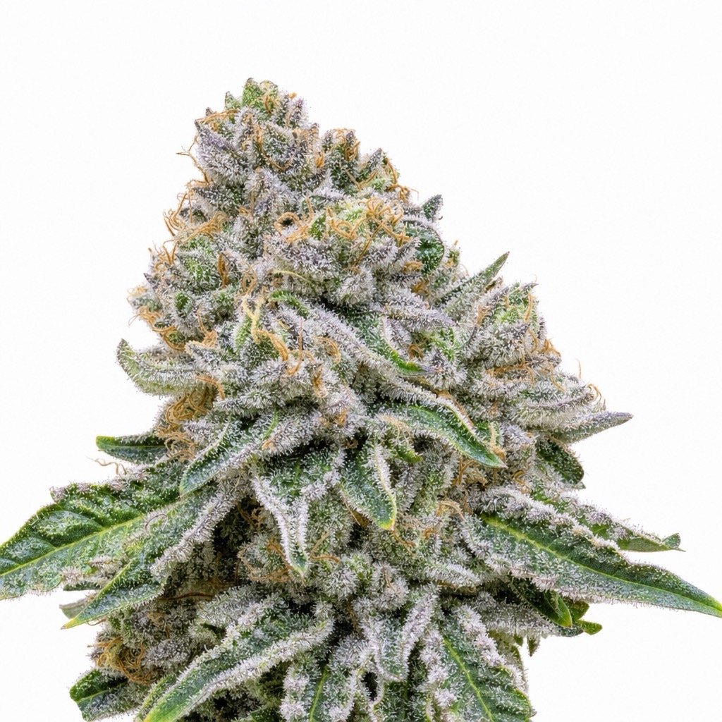 LA Kush Cake Cannabis Strain