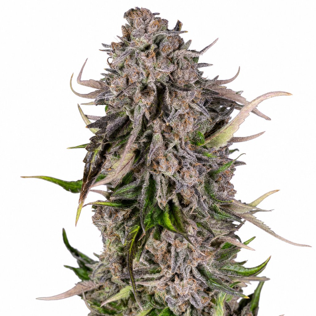 Polar Cookies