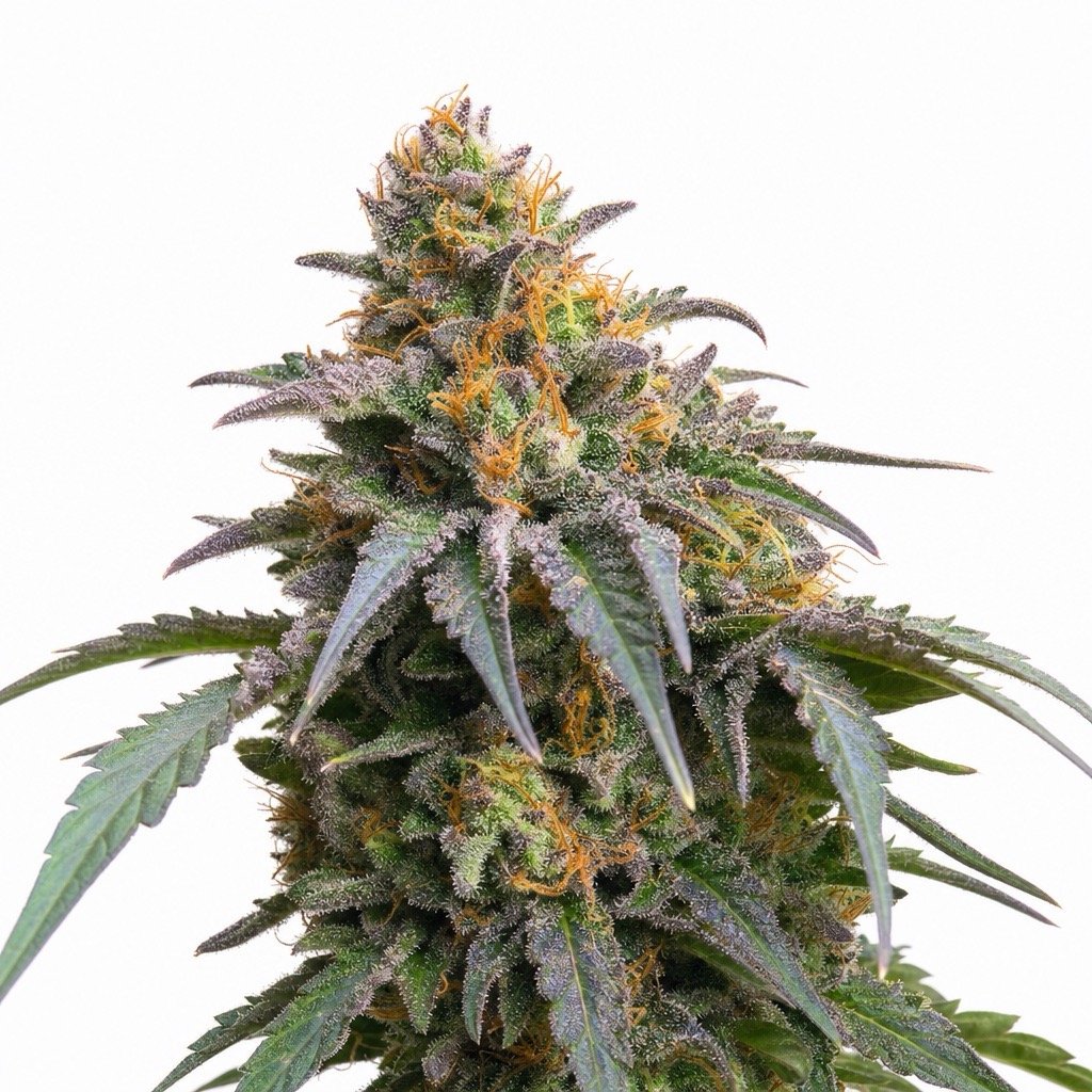 Kush Mintz Cannabis Strain