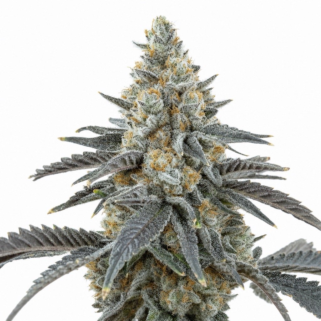 Super Boof Cannabis Strain