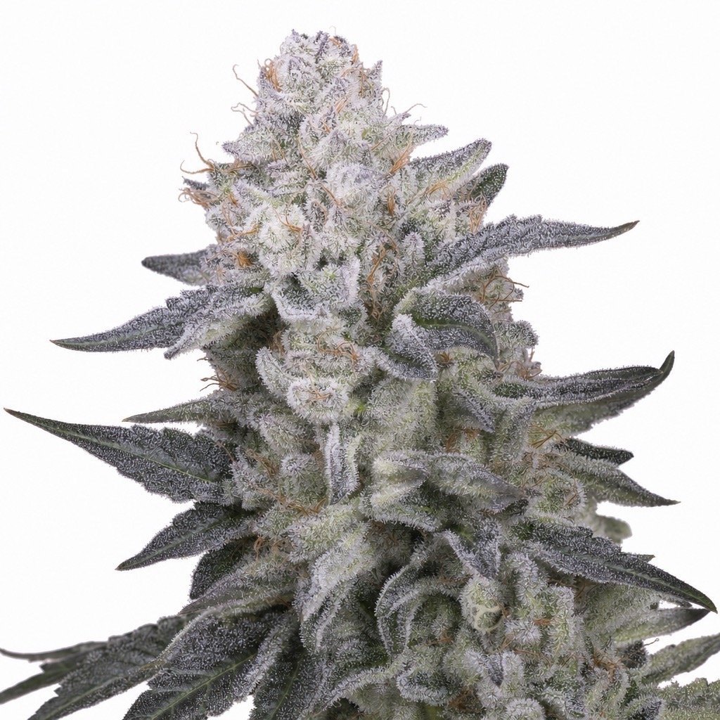 Slurricane Strain Cannabisbluete