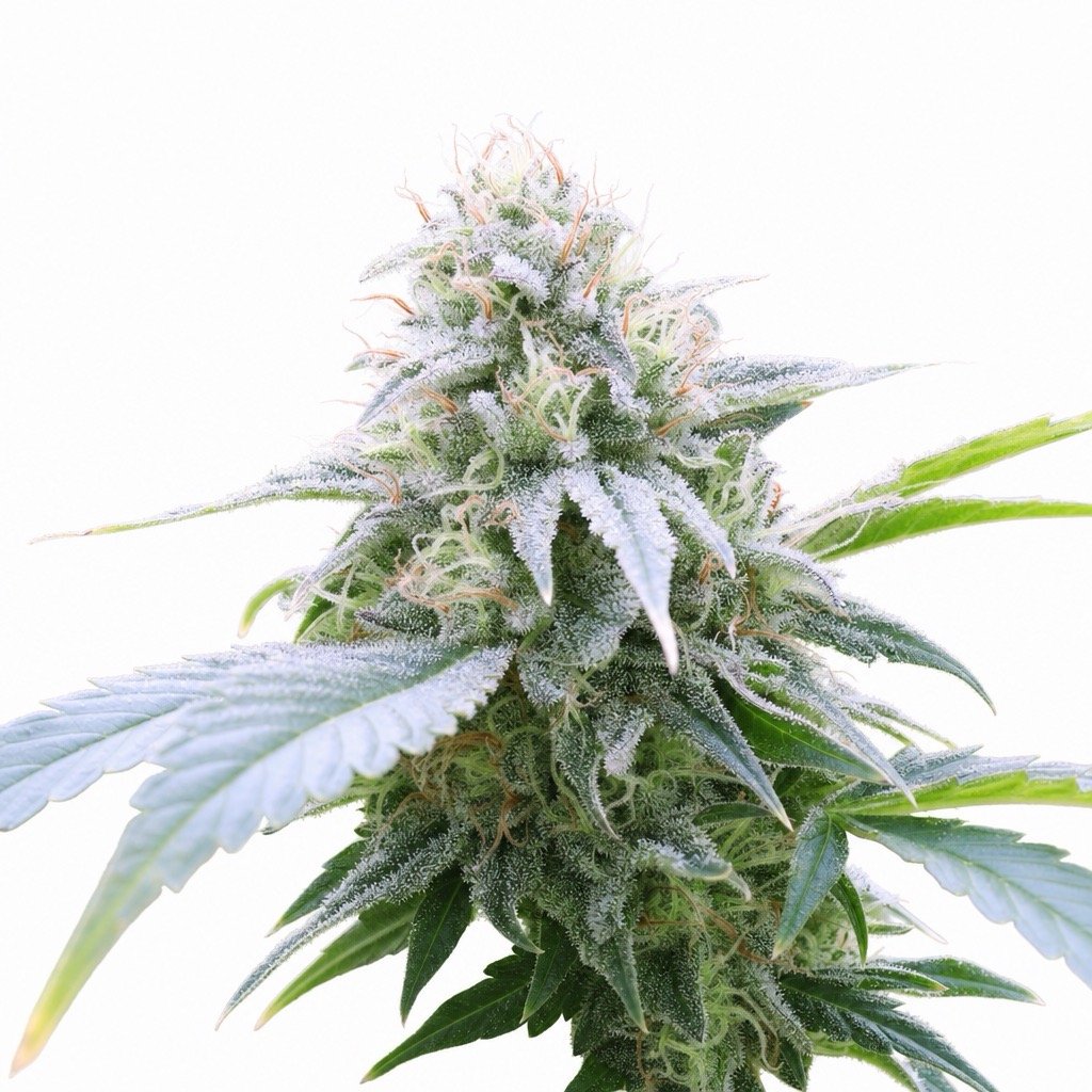 Alien Mints Cannabis Strain