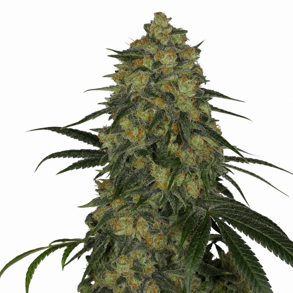 Gelato 41 Cannabis Strain
